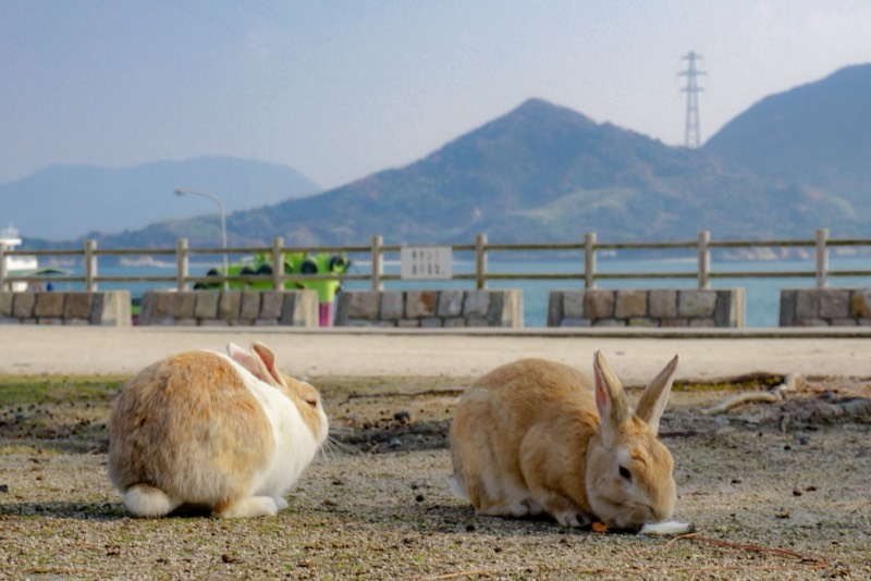 Rabbit Island Discovery in Hiroshima