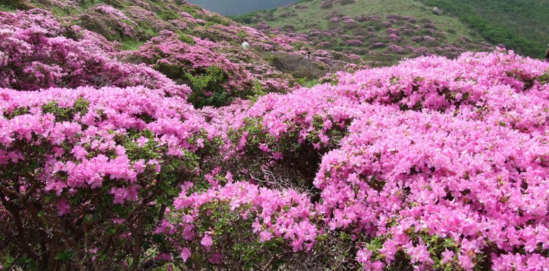 Biseulsan County Park in Daegu