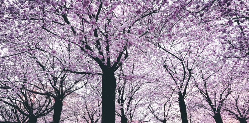 Nami Island Exploration in Seoul